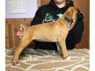 Boxer Puppy for sale in Kewaskum, WI, USA