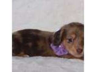 Dachshund Puppy for sale in Woodbine, GA, USA