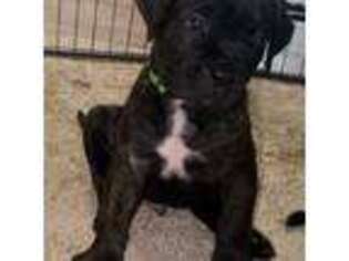 Cane Corso Puppy for sale in Lehigh Acres, FL, USA