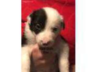 Border Collie Puppy for sale in Newberry, FL, USA