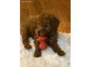 Goldendoodle Puppy for sale in Rogersville, TN, USA