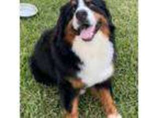 Bernese Mountain Dog Puppy for sale in Austin, TX, USA