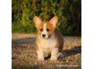 Pembroke Welsh Corgi Puppy for sale in Wever, IA, USA