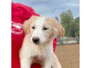 Border Collie Puppy for sale in Winchester, CA, USA