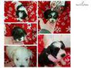 Maltese Puppy for sale in Rockford, IL, USA