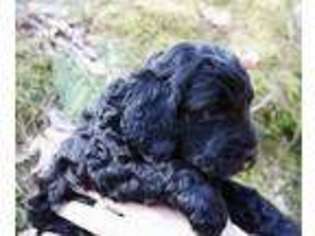 Labradoodle Puppy for sale in Yorktown, VA, USA