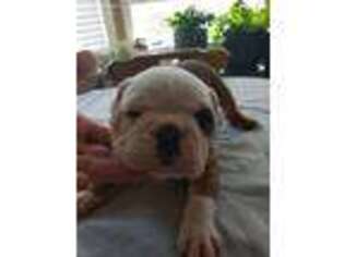 Olde English Bulldogge Puppy for sale in Monroe, NC, USA