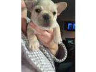 French Bulldog Puppy for sale in Birmingham, AL, USA