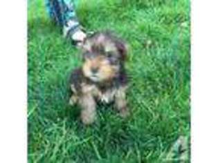 Yorkshire Terrier Puppy for sale in Happy Valley, OR, USA