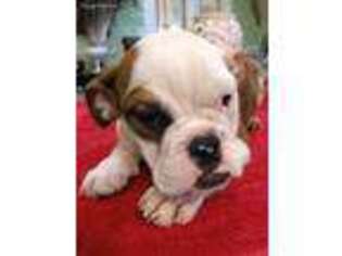 Bulldog Puppy for sale in Arcadia, FL, USA