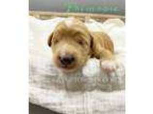 Goldendoodle Puppy for sale in College Grove, TN, USA