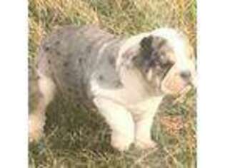 Olde English Bulldogge Puppy for sale in Auburn, IN, USA