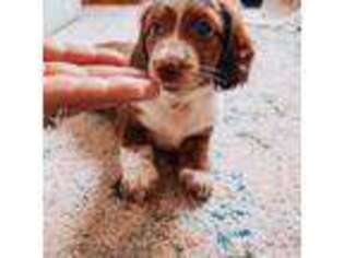 Dachshund Puppy for sale in Rialto, CA, USA