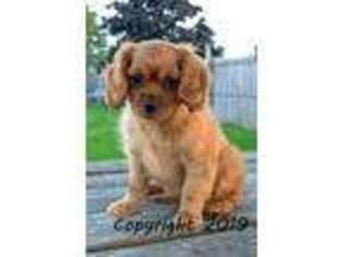 Cavalier King Charles Spaniel Puppy for sale in Myerstown, PA, USA