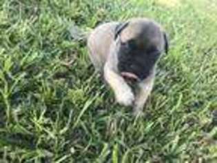 Bullmastiff Puppy for sale in Boca Raton, FL, USA