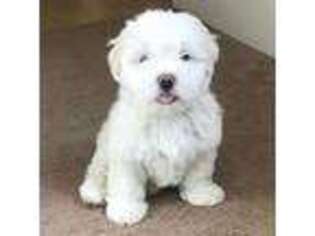 Maltese Puppy for sale in Brookville, OH, USA