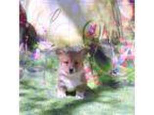 Pembroke Welsh Corgi Puppy for sale in Magnolia, TX, USA