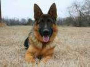 German Shepherd Dog Puppy for sale in Greenville, TX, USA