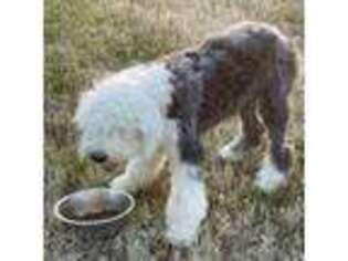 Old English Sheepdog Puppy for sale in Menifee, CA, USA