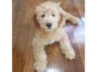 Goldendoodle Puppy for sale in Rego Park, NY, USA