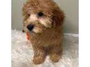 Mutt Puppy for sale in West New York, NJ, USA