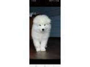 Samoyed Puppy for sale in Norco, CA, USA