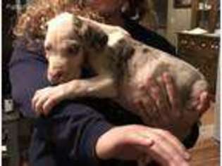 Great Dane Puppy for sale in Pascoag, RI, USA