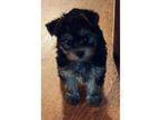 Yorkshire Terrier Puppy for sale in Carroll, IA, USA
