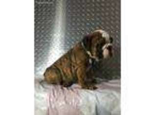 Bulldog Puppy for sale in Shrewsbury, MA, USA