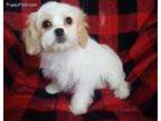 Cavachon Puppy for sale in Wausau, WI, USA