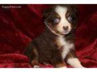 Miniature Australian Shepherd Puppy for sale in Bellingham, WA, USA