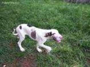 Great Dane Puppy for sale in Arlington, TX, USA
