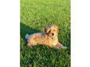 Goldendoodle Puppy for sale in Menlo Park, CA, USA