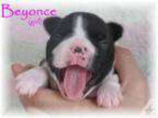 Boston Terrier Puppy for sale in AMSTON, CT, USA