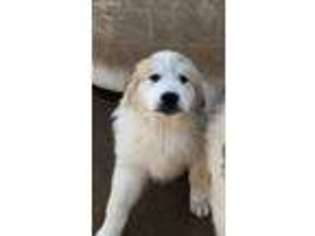 Great Pyrenees Puppy for sale in Eastland, TX, USA