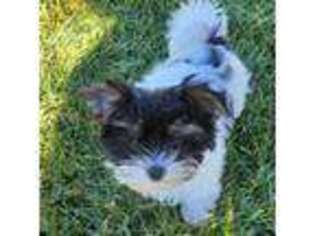 Biewer Terrier Puppy for sale in Baltimore, MD, USA