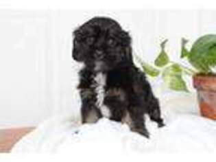 Cavachon Puppy for sale in Rochester, IN, USA