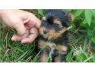 Yorkshire Terrier Puppy for sale in Webster, KY, USA