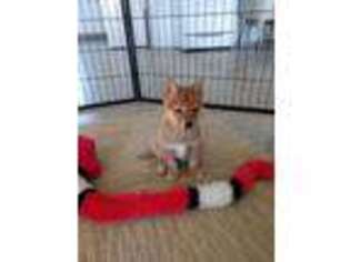 Shiba Inu Puppy for sale in Loogootee, IN, USA