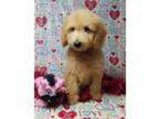 Goldendoodle Puppy for sale in Bowling Green, MO, USA