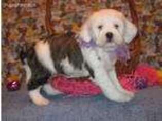 Tibetan Terrier Puppy for sale in Purdy, MO, USA