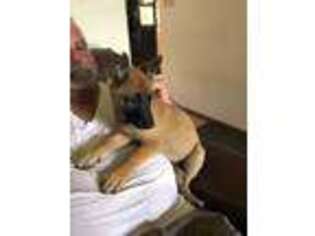 Belgian Malinois Puppy for sale in Concord, NC, USA