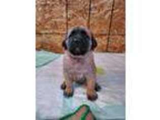 Mastiff Puppy for sale in Two Rivers, WI, USA