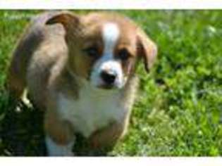 Pembroke Welsh Corgi Puppy for sale in Mount Vernon, MO, USA