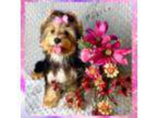 Yorkshire Terrier Puppy for sale in Henderson, NV, USA