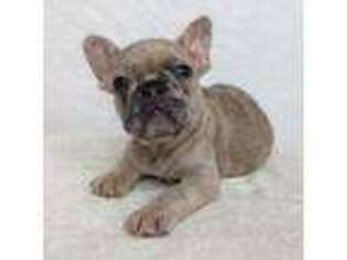 French Bulldog Puppy for sale in Newville, PA, USA