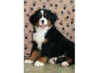 Bernese Mountain Dog Puppy for sale in Wellman, IA, USA