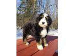 Mutt Puppy for sale in Marshall, MN, USA