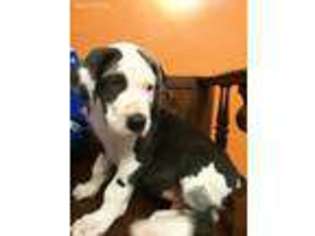 Great Dane Puppy for sale in Hastings, MI, USA