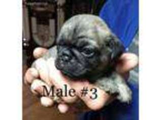 Pug Puppy for sale in Beattyville, KY, USA